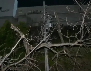 Árvore cai em fio da Coelba e deixa bairro sem energia