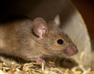Polícia indiana acusa ratos por sumiço de 500kg de maconha
