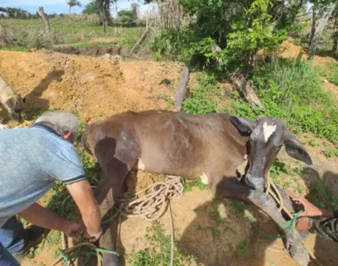 A ocorrência aconteceu no município de Barreiras, mas o animal não ficou ferido