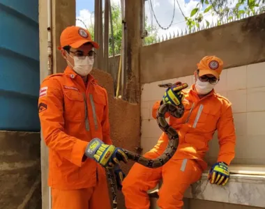 O réptil tem cerca de 1,5 metros e foi encontrado em Barreiras, no oeste da Bahia