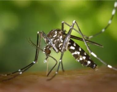 Proliferação dos mosquitos preocupa
