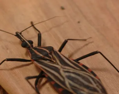 A doença de Chagas é transmitida por um inseto - um percevejo popularmente conhecido como barbeiro ou chupão