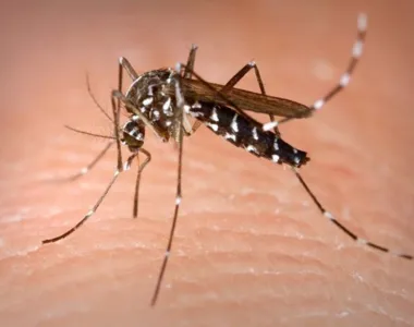 Casos de dengue estão assustando
