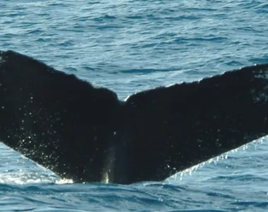 Conheça Dino, a baleia brasileira monitorada há 30 anos