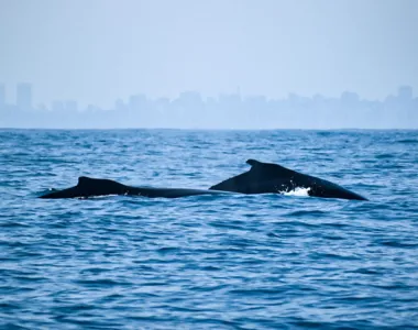 Mudanças ambientais podem fazer com que as baleias alterem seus padrões de migração para se adaptarem