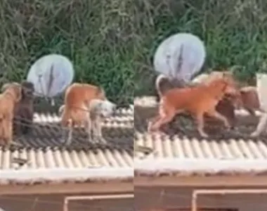 Cadela no cio causa confusão 'inusitada'