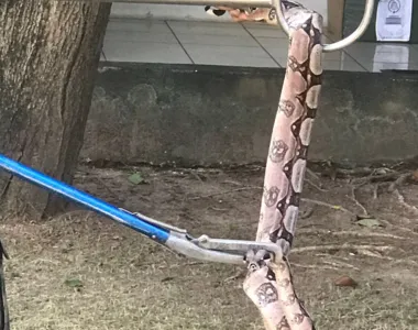 Cobra sendo resgatada em Salvador