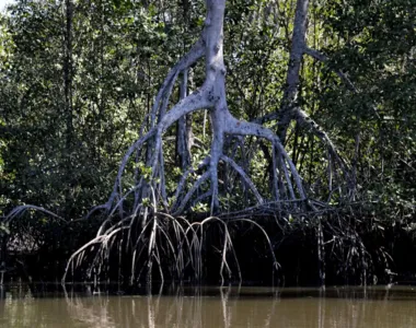 Investigações foram feitas na Baía da Ilha Grande, Baía de Sepetiba, Baía de Guanabara, Baixada de Jacarepaguá e Baixada Norte Fluminense