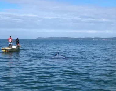 Baleia está na região entre São Francisco do Conde, Ilha de Maré e Passé