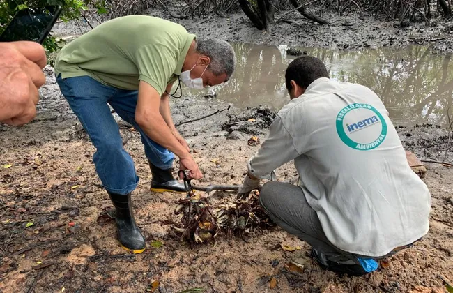 Imagem ilustrativa da imagem 