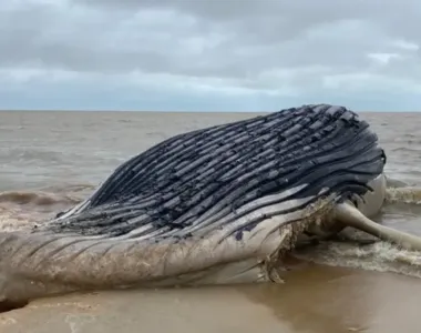 Baleia encalhada na praia de Yemanjá