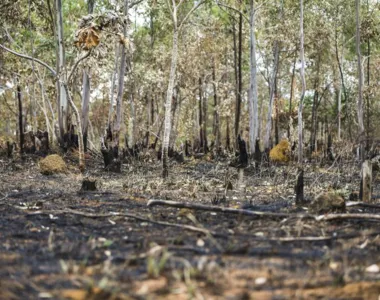 O índice de perda de cobertura florestal se aproximou de 9%