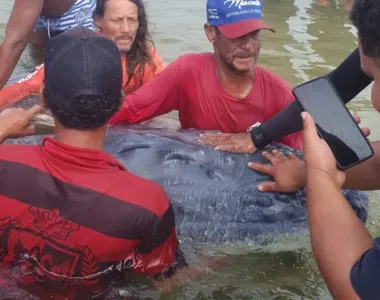 População se reúne para ajudar animal encalhado