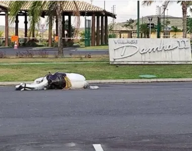 O animal ficou caído em frente a rotatória do condomínio Village Dama