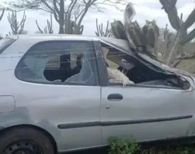 Motorista bateu em mandacaru tentando fugir do local