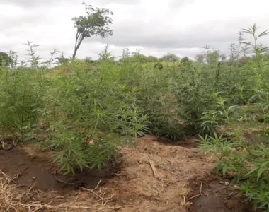 Mais de 40 mil pés de maconha foram erradicados pela polícia em menos de 72h