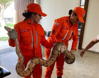 Para captura, bombeiros usaram técnicas adequadas