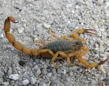 Em Salvador, a SMS registrou 21 casos de picadas de escorpião