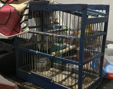 Na casa também foi apreendido um pássaro