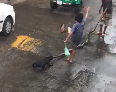 Doguinho curioso toma bote de cobra