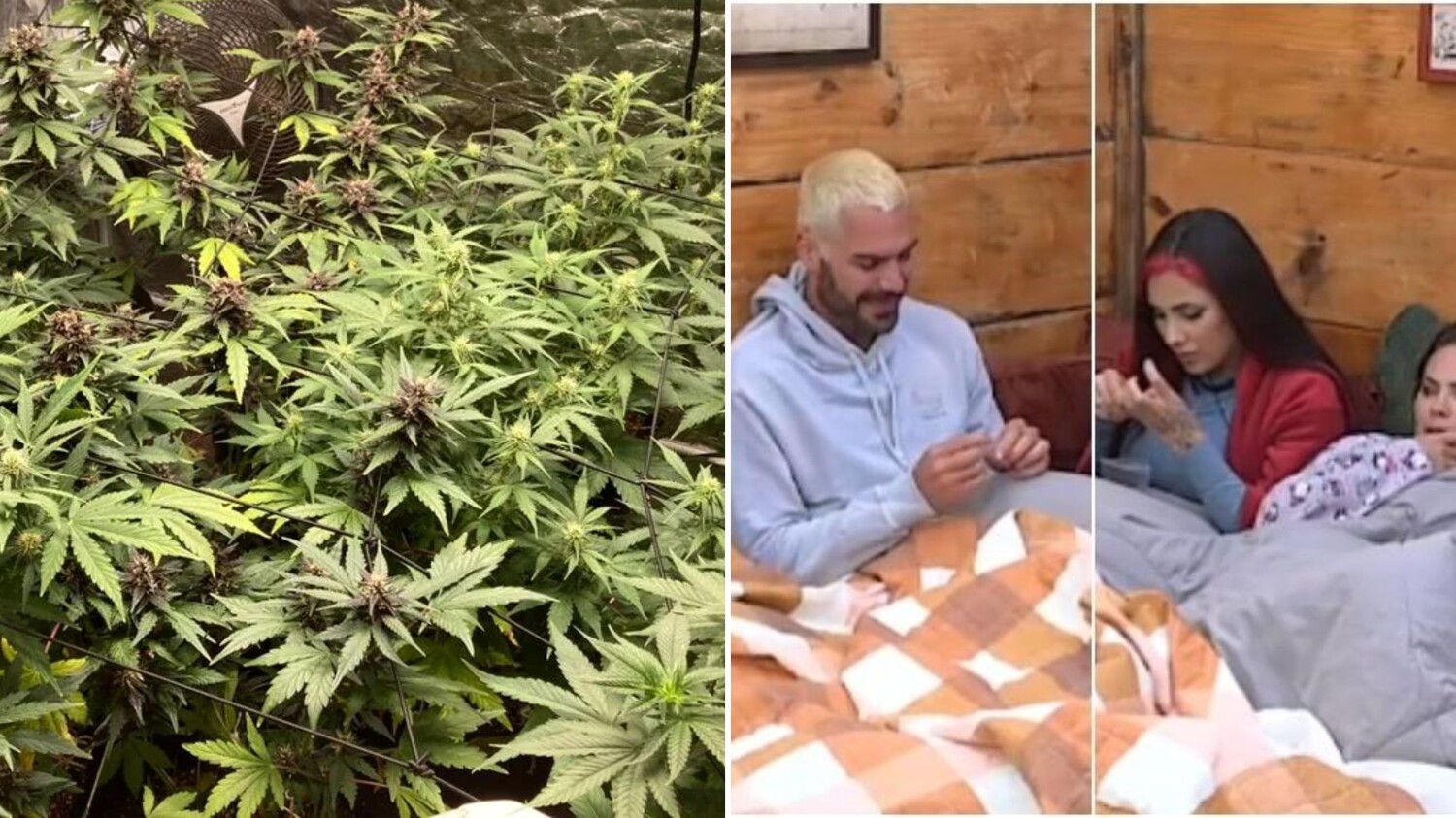 Oi? Participantes de 'A Fazenda 2023' sentiram cheiro de maconha na sede do  programa: Fotos - Purepeople