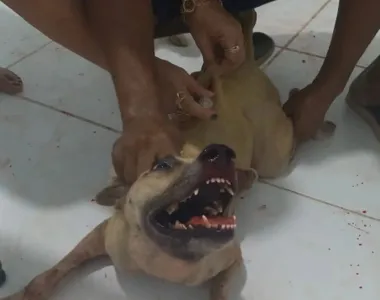 Cadelinha e outros animais ficaram assustados