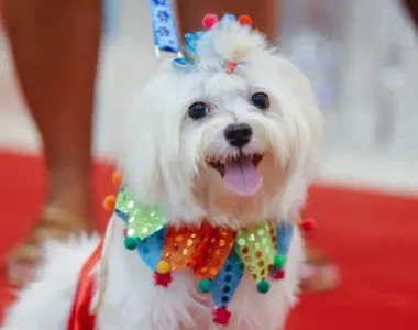 Cachorros podem ir fantasiados para o local