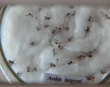 Em 2024, até o momento, o Brasil registrou 243.721 casos prováveis de dengue