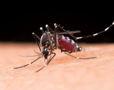 Eliminar os criadouros do mosquito Aedes aegypti é uma das ações para evitar dengue