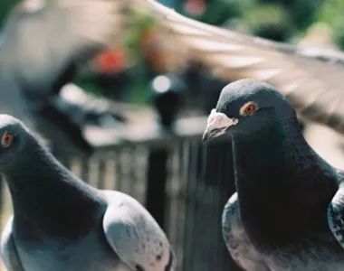 História começou em maio de 2023, quando o pombo foi capturado