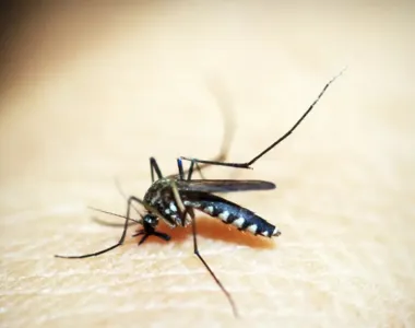 Dengue é transmitida pelo mosquito Aedes aegypti