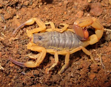 Picada do escorpião deixa local com vermelhidão e dor