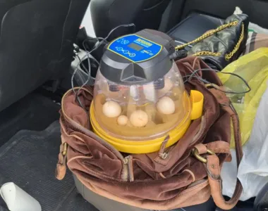 Espécie está em extinção