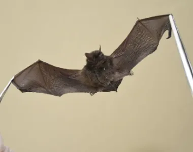 Objetivo do evento é apresentar os morcegos com um olhar da ecologia e conservação
