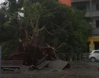 A Codesal registrou quedas de árvores em vários pontos da cidade