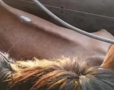 Animais seriam abatidos no Paraguai