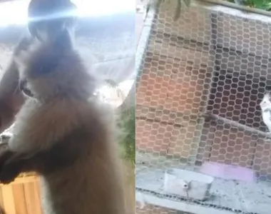 Ele é acusado de ameaça, injúria, dano e maus-tratos a animais