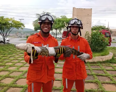 O animal foi avistado por moradores do local que acionaram os militares