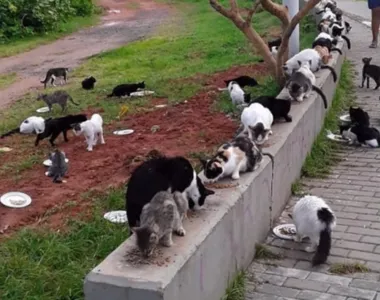 MP pede que município dê destino à 'Colônia de Gatos de Piatã'