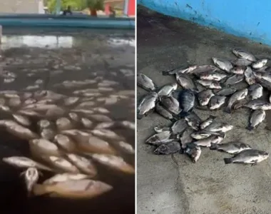 Milhares de peixes morreram dentro de sítio no distrito da Matinha