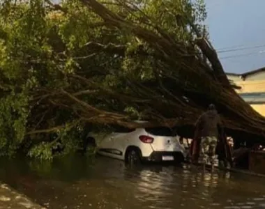 Árvore cai em cima de carro na Ribeira