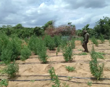 Polícia incinerou todas as plantações de maconha do local