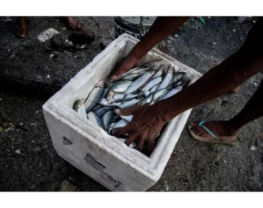 A depender da fartura da pesca na madrugada, o quilo varia entre R$ 1 e R$ 3