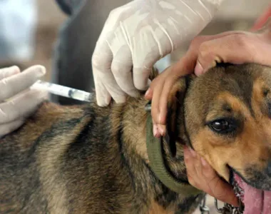 Vacina múltipla V10 é aplicada apenas em cães