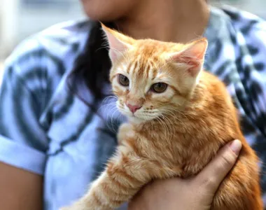 A iniciativa já vacinou em média 600 cachorros até o momento, com horário de atendimento das 9h às 16h por ordem de chegada