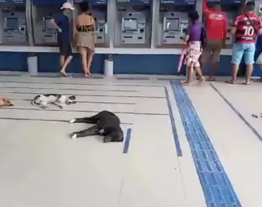 Cachorros dentro de agência bancária no Marajó