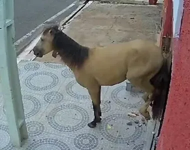 Cavalo deu coices na porta de vidro