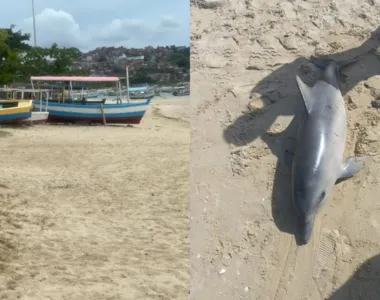 Animal foi encontrado morto na Praia de Tubarão, na manhã desta sexta-feira (19)