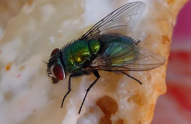 Imagem ilustrativa da imagem Comeu mosca? Homem é internado com isento vivo no intestino