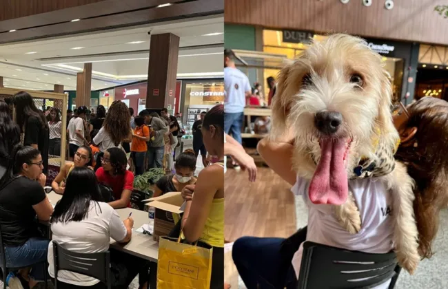 Imagem ilustrativa da imagem 